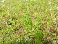 Mentha pulegium 30, Polei, Saxifraga-Rutger Barendse