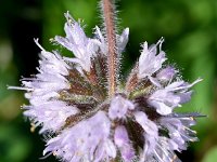 Mentha pulegium 33, Polei, Saxifraga-Sonja Bouwman  765. Polei - Mentha pulegium - Lamiaceae familie (i)