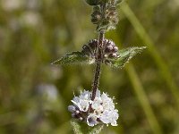 Mentha pulegium 4, Polei, Saxifraga-Marijke Verhagen