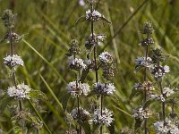 Mentha pulegium 5, Polei, Saxifraga-Marijke Verhagen