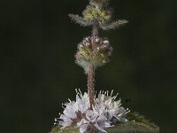 Mentha pulegium 6, Polei, Saxifraga-Marijke Verhagen