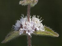 Mentha pulegium 7, Polei, Saxifraga-Marijke Verhagen