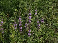 Mentha pulegium 8, Polei, Saxifraga-Peter Meininger