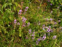 Mentha pulegium 9, Polei, Saxifraga-Peter Meininger