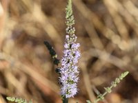 Mentha spicata ssp condensata 12, Saxifraga-Sonja Bouwman  Z34. Mentha spicata subsp. condensata - Lamiaceae familie