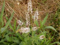 Mentha suaveolens 16, Witte munt, Saxifraga-Ed Stikvoort