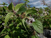 Mentha x verticillata (M. aquatica x arvensis) 10, Kransmunt, Saxifraga-Ed Stikvoort