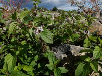 Mentha x verticillata (M. aquatica x arvensis) 11, Kransmunt, Saxifraga-Ed Stikvoort