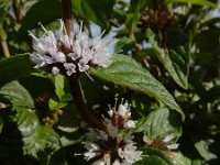 Mentha x verticillata (M. aquatica x arvensis) 16, Kransmunt, Saxifraga-Ed Stikvoort