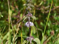 Mentha x verticillata 19, Kransmunt, Saxifraga-Sonja Bouwman