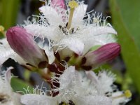 Menyanthes trifoliata 100, Waterdrieblad, Saxifraga-Ed Stikvoort