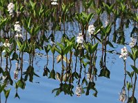 Menyanthes trifoliata 91, Waterdrieblad, Saxifraga-Hans Dekker