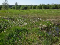 Menyanthes trifoliata 94, Waterdrieblad, Saxifraga-Ed Stikvoort