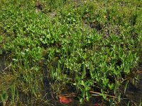 Menyanthes trifoliata 96, Waterdrieblad, Saxifraga-Ed Stikvoort