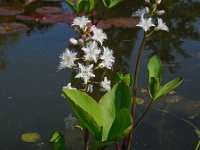 Menyanthes trifoliata 97, Waterdrieblad, Saxifraga-Ed Stikvoort