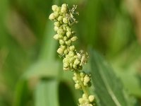 Mercurialis annua 16, Tuinbingelkruid, male, Saxifraga-Sonja Bouwman