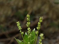 Mercurialis perennis 1, Bosbingelkruid, Saxifraga-Jan van der Straaten