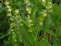 Mercurialis perennis 2, Bosbingelkruid, Saxifraga-Jan van der Straaten