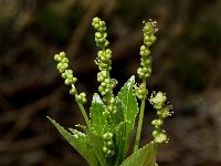 Mercurialis perennis 3, Bosbingelkruid, Saxifraga-Jan van der Straaten