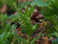 Mercurialis perennis 4, Bosbingelkruid, Saxifraga-Willem van Kruijsbergen