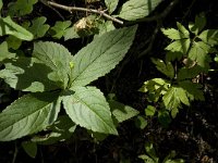 Mercurialis perennis 5, Bosbingelkruid, Saxifraga-Jan van der Straaten