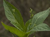 Mercurialis perennis 7, Bosbingelkruid, Saxifraga-Willem van Kruijsbergen