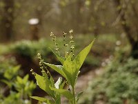 Mercurialis perennis 8, Bosbingelkruid, Saxifraga-Bas Klaver