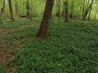 Mercurialus perennis 8, Bosbingelkruid, Saxifraga-Hans Boll