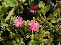 Mesembryanthemum crystallinum 1, Saxifraga-Jan van der Straaten