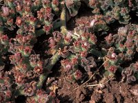 Mesembryanthemum crystallinum 4, Saxifraga-Jan van der Straaten