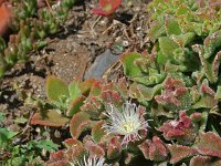 Mesembryanthemum crystallinum 5, Saxifraga-Jeroen Willemsen