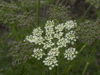 Meum athamanticum 24, Bergvenkel, Saxifraga-Willem van Kruijsbergen