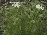 Meum athamanticum 25, Bergvenkel, Saxifraga-Willem van Kruijsbergen