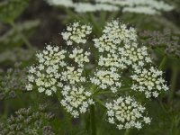 Meum athamanticum 26, Bergvenkel, Saxifraga-Willem van Kruijsbergen