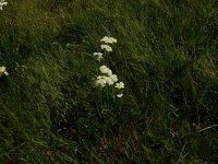 Meum athamanticum 27, Bergvenkel, Saxifraga-Peter Meininger