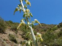 Michauxia campanuloides 4, Saxifraga-Ed Stikvoort