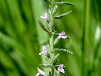 Micromeria graeca 3, Saxifraga-Sonja Bouwman  Micromeria graeca - Lamiaceae familie