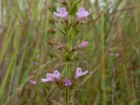 Micromeria graeca 4, Saxifraga-Ed Stikvoort : Vale Fuzeiros s9900