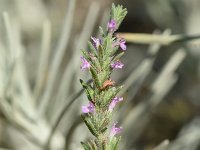 Micromeria juliana