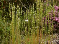 Micropyrum tenellum 2, Grindstijfgras, Saxifraga-Ed Stikvoort