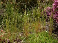 Micropyrum tenellum 3, Grindstijfgras, Saxifraga-Ed Stikvoort