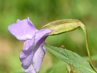 Mimulus ringens