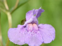 Mimulus ringens 2, Saxifraga-Sonja Bouwman  794. Blauwe maskerbloem - Mimulus ringens - Phrymaceae familie (zw) Berkel en Rodenrijs