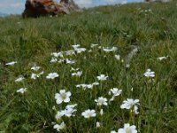 Minuartia circassica