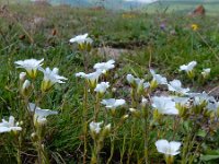 Minuartia circassica 2, Saxifraga-Ed Stikvoort