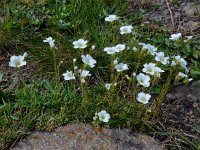 Minuartia circassica 3, Saxifraga-Ed Stikvoort