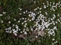 Minuartia circassica 4, Saxifraga-Ed Stikvoort