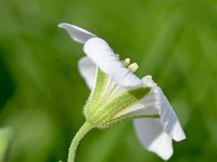 Minuartia laricifolia