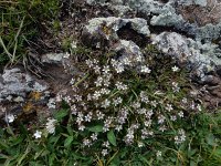 Minuartia oreina 1, Saxifraga-Ed Stikvoort