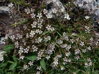 Minuartia oreina 2, Saxifraga-Ed Stikvoort